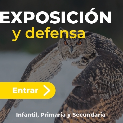 curso online para la exposición de la programación y la unidad didáctica lomloe